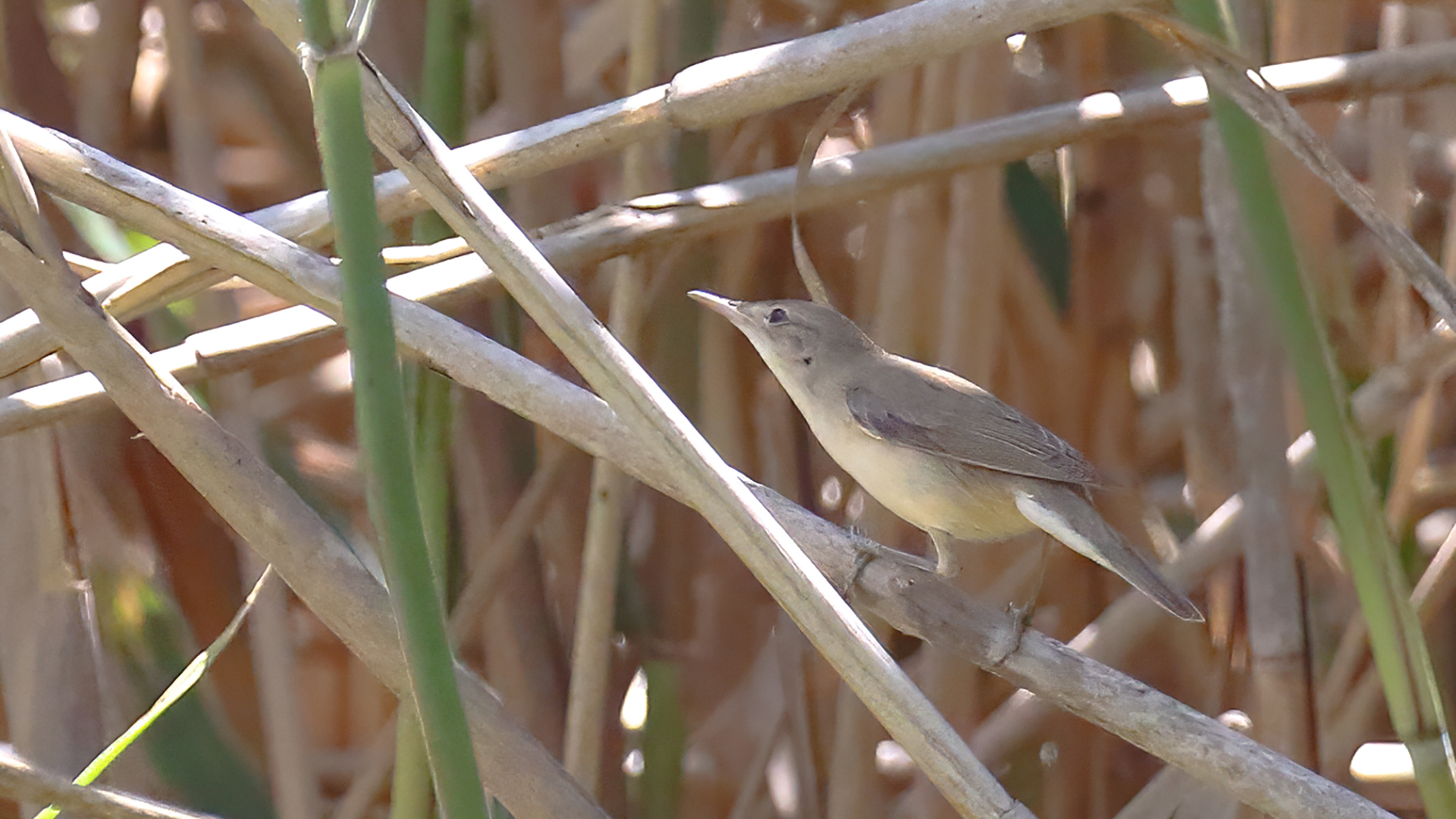 Icterine Warbler